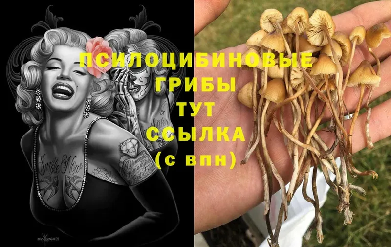 Галлюциногенные грибы Psilocybe  магазин продажи наркотиков  Улан-Удэ 